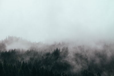 与雾鸟瞰的森林
